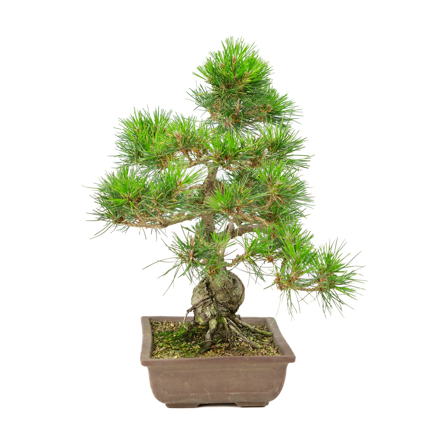 Pinus thunbergii ongeglazuurde pot 24cm, hoogte ~41cm