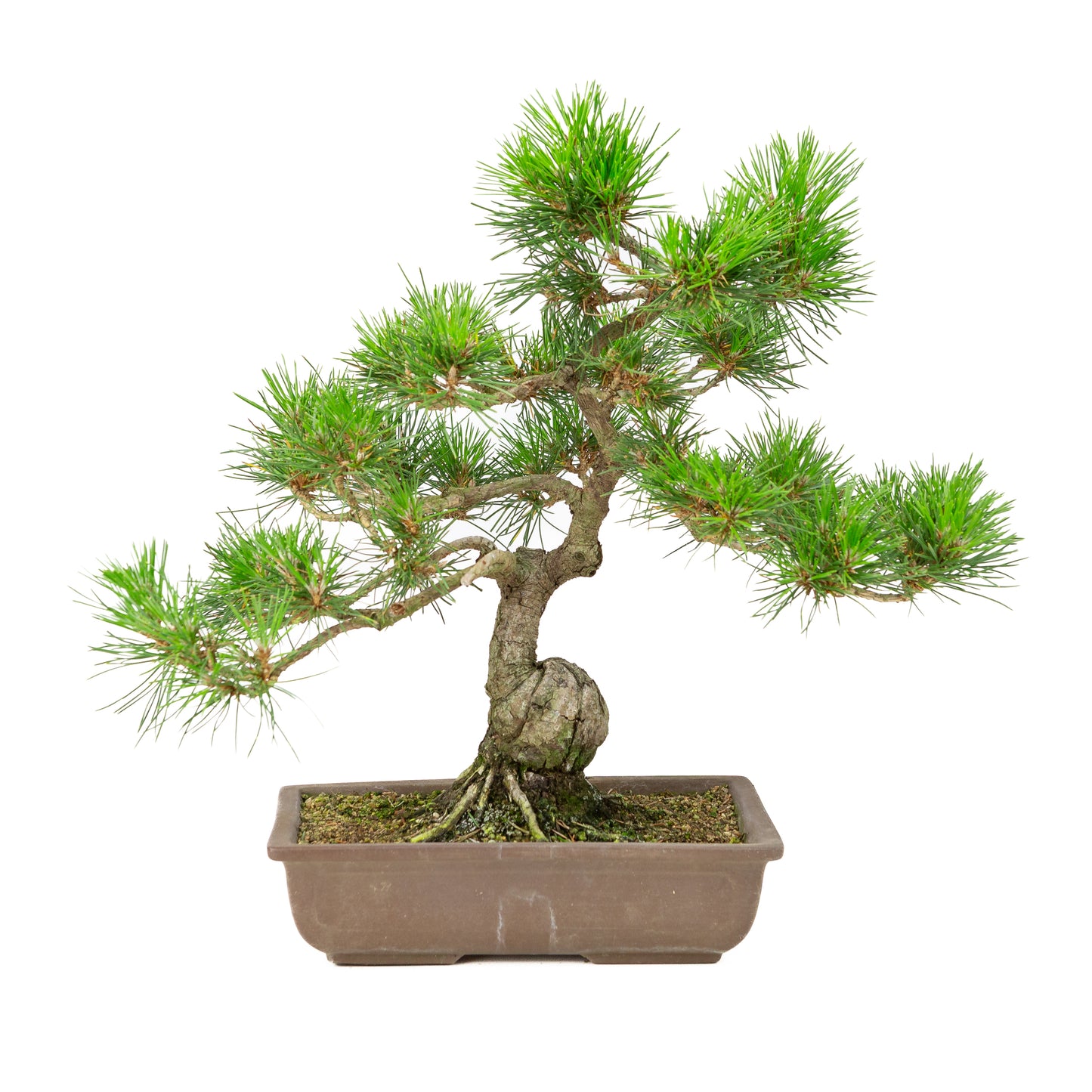 Pinus thunbergii ongeglazuurde pot 24cm, hoogte ~41cm