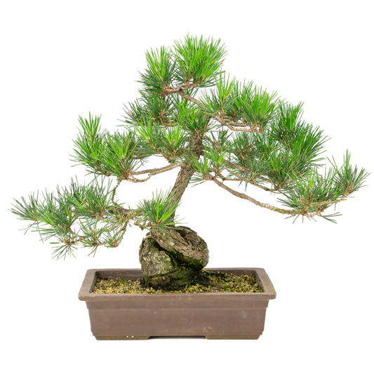 Pinus thunbergii ongeglazuurde pot 26cm, hoogte ~40cm