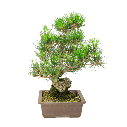 Pinus thunbergii ongeglazuurde pot 26cm, hoogte ~40cm