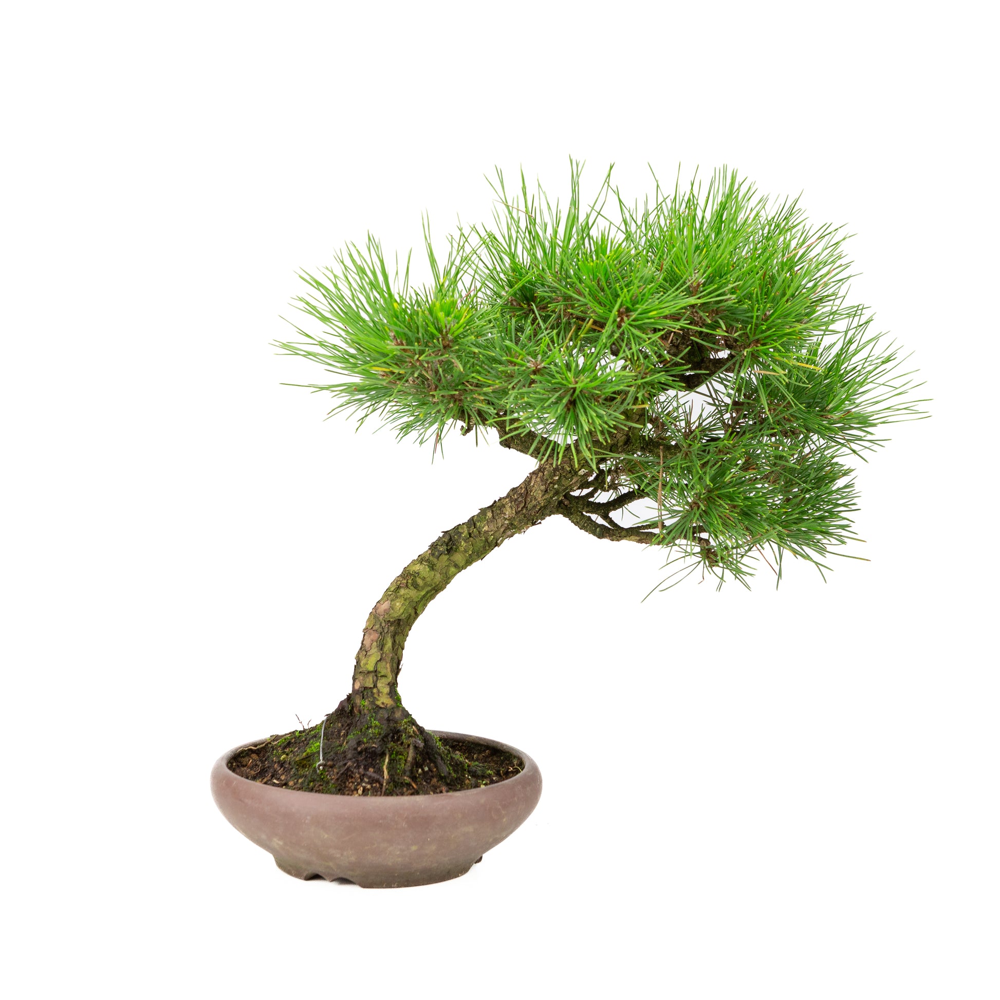 Pinus thunbergii ronde ongeglazuurde pot 20cm, hoogte ~37cm