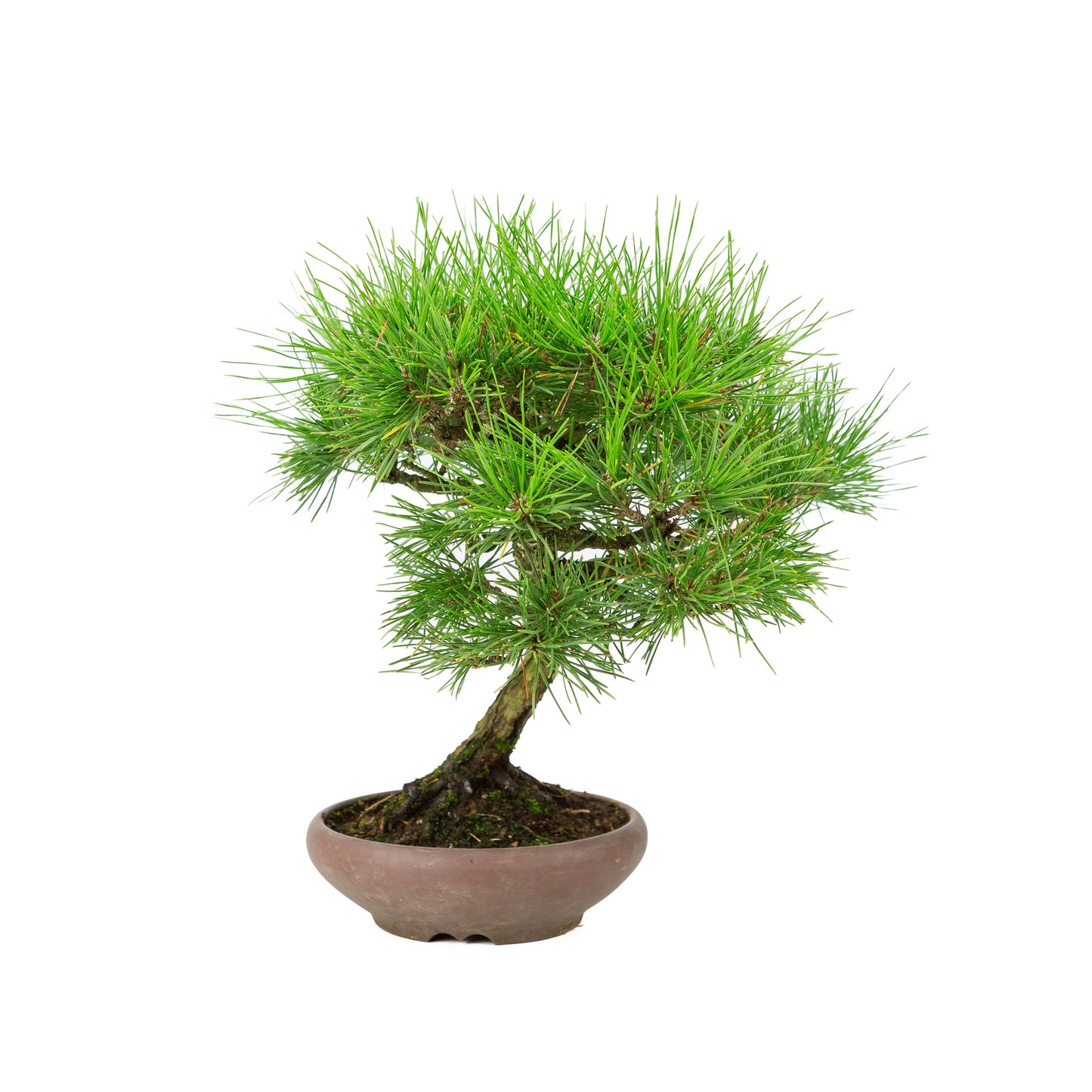 Pinus thunbergii ongeglazuurde pot 17cm, hoogte ~36cm