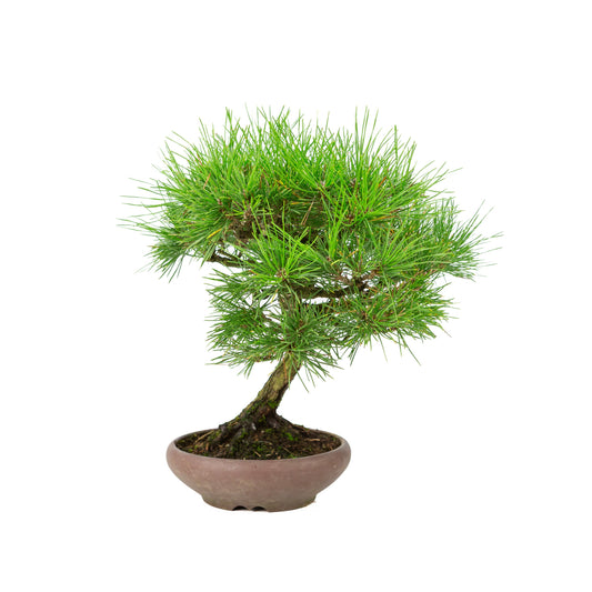 Pinus thunbergii ongeglazuurde pot 17cm, hoogte ~36cm