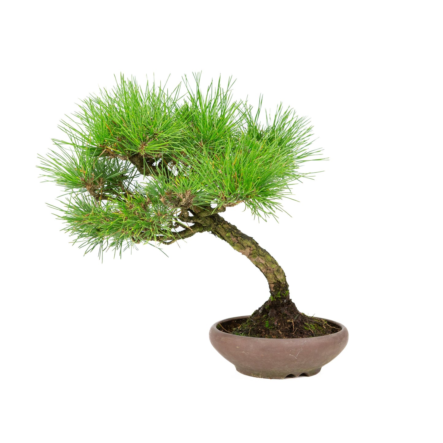 Pinus thunbergii ongeglazuurde pot 17cm, hoogte ~36cm