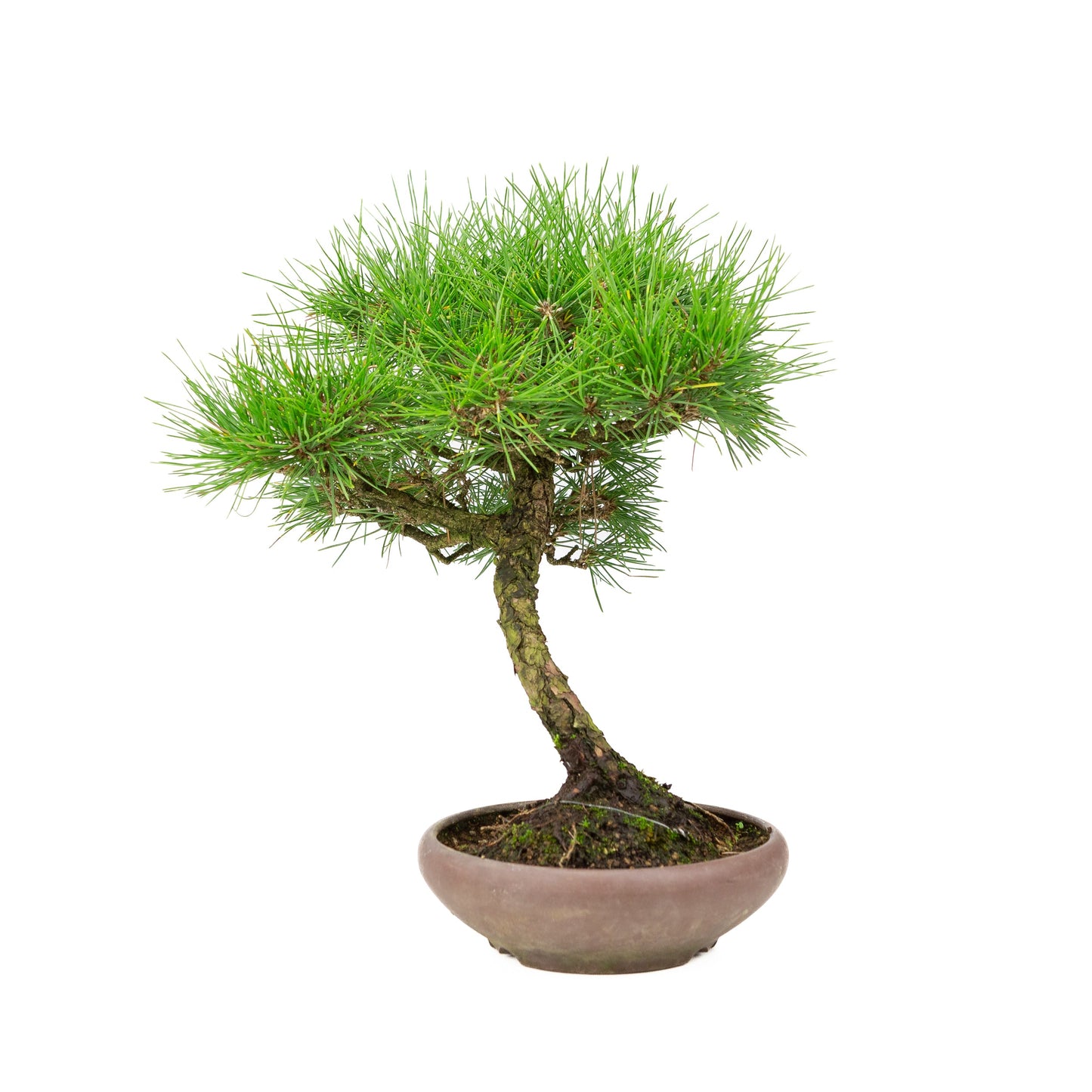 Pinus thunbergii ongeglazuurde pot 17cm, hoogte ~36cm