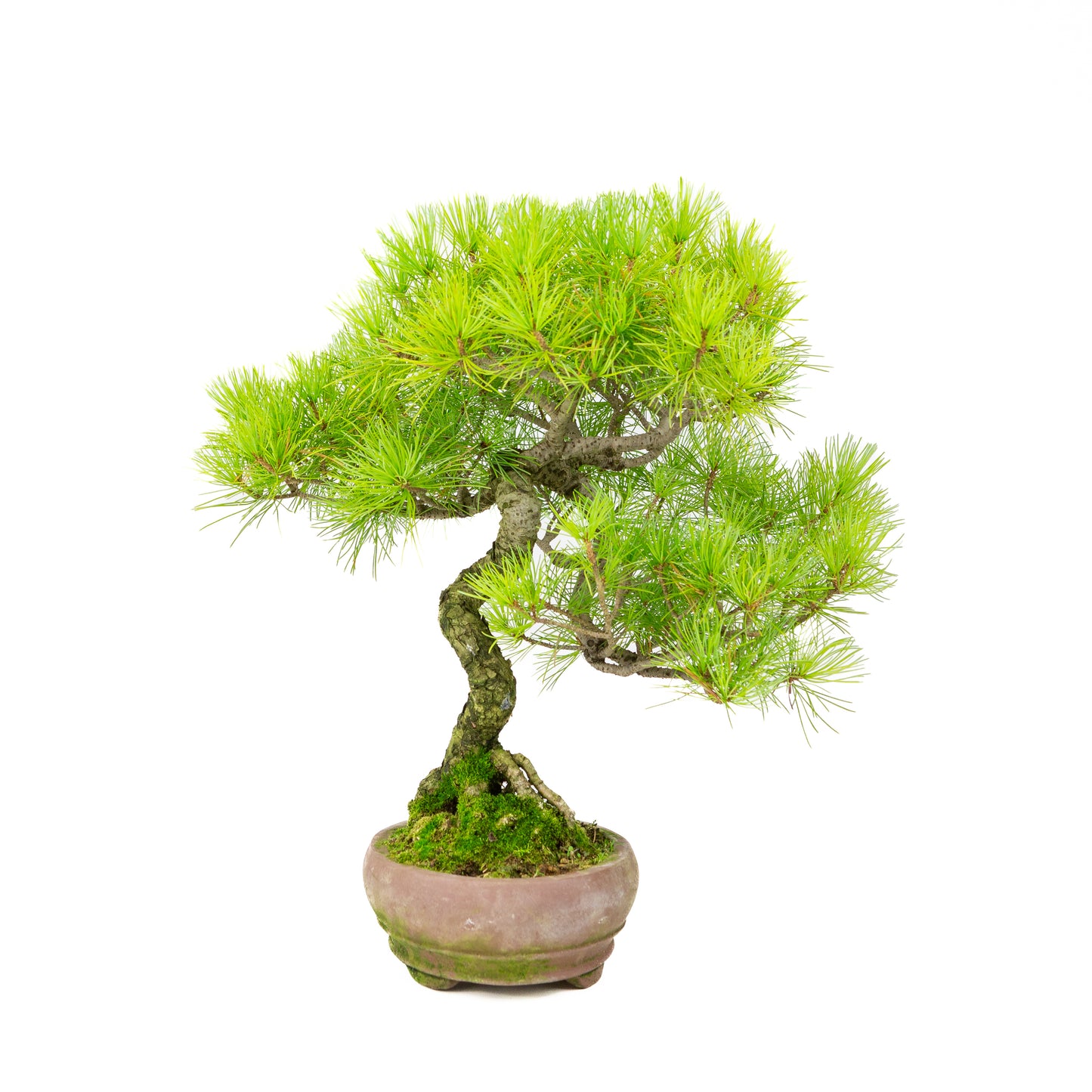 Pinus parviflora ongeglazuurde ovale pot 19cm, hoogte ~38cm
