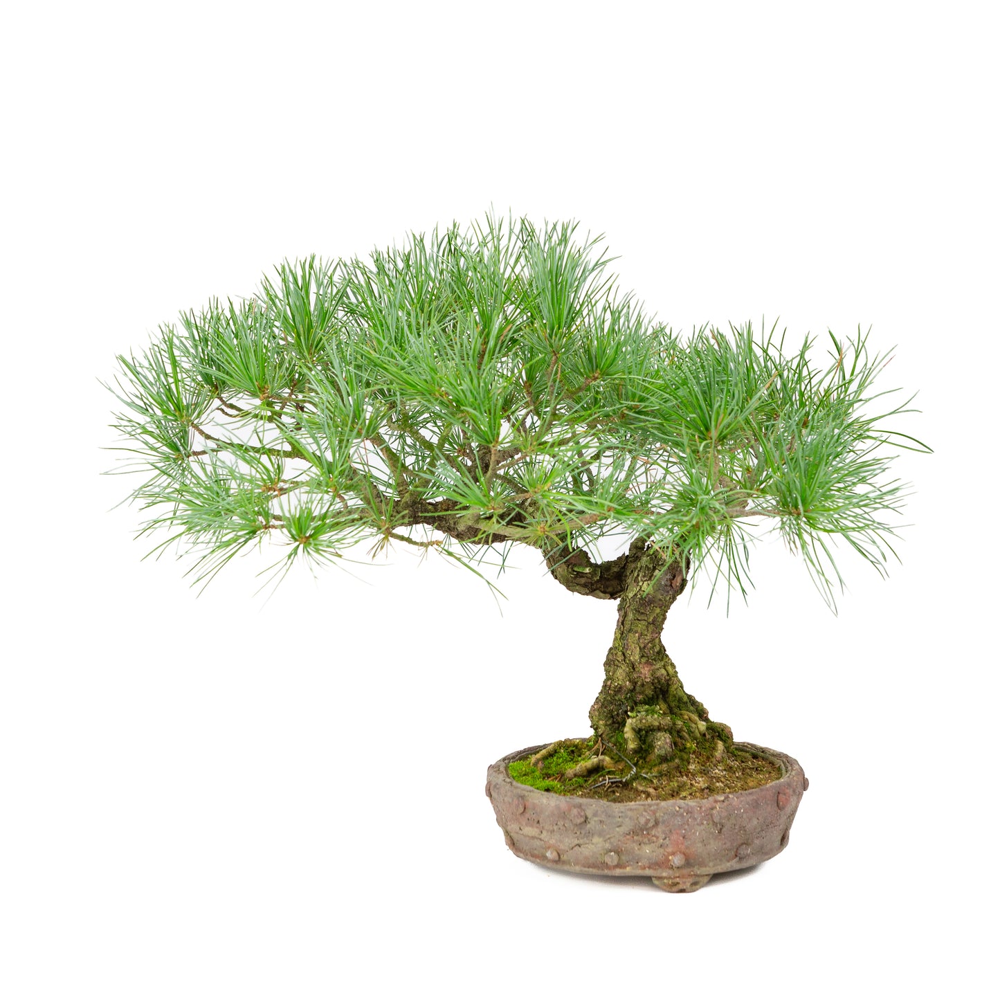 Pinus parviflora ongeglazuurde ronde pot 16cm, hoogte ~32cm