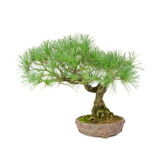 Pinus parviflora ongeglazuurde ronde pot 16cm, hoogte ~32cm