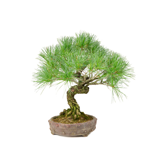 Pinus parviflora ongeglazuurde ronde pot 16cm, hoogte ~32cm