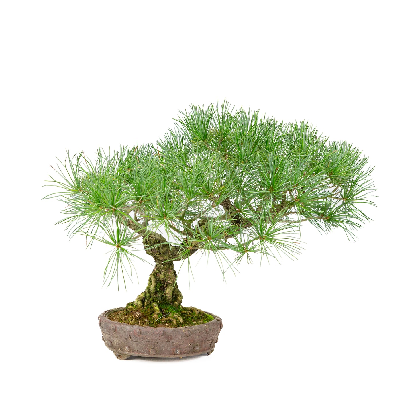 Pinus parviflora ongeglazuurde ronde pot 16cm, hoogte ~32cm