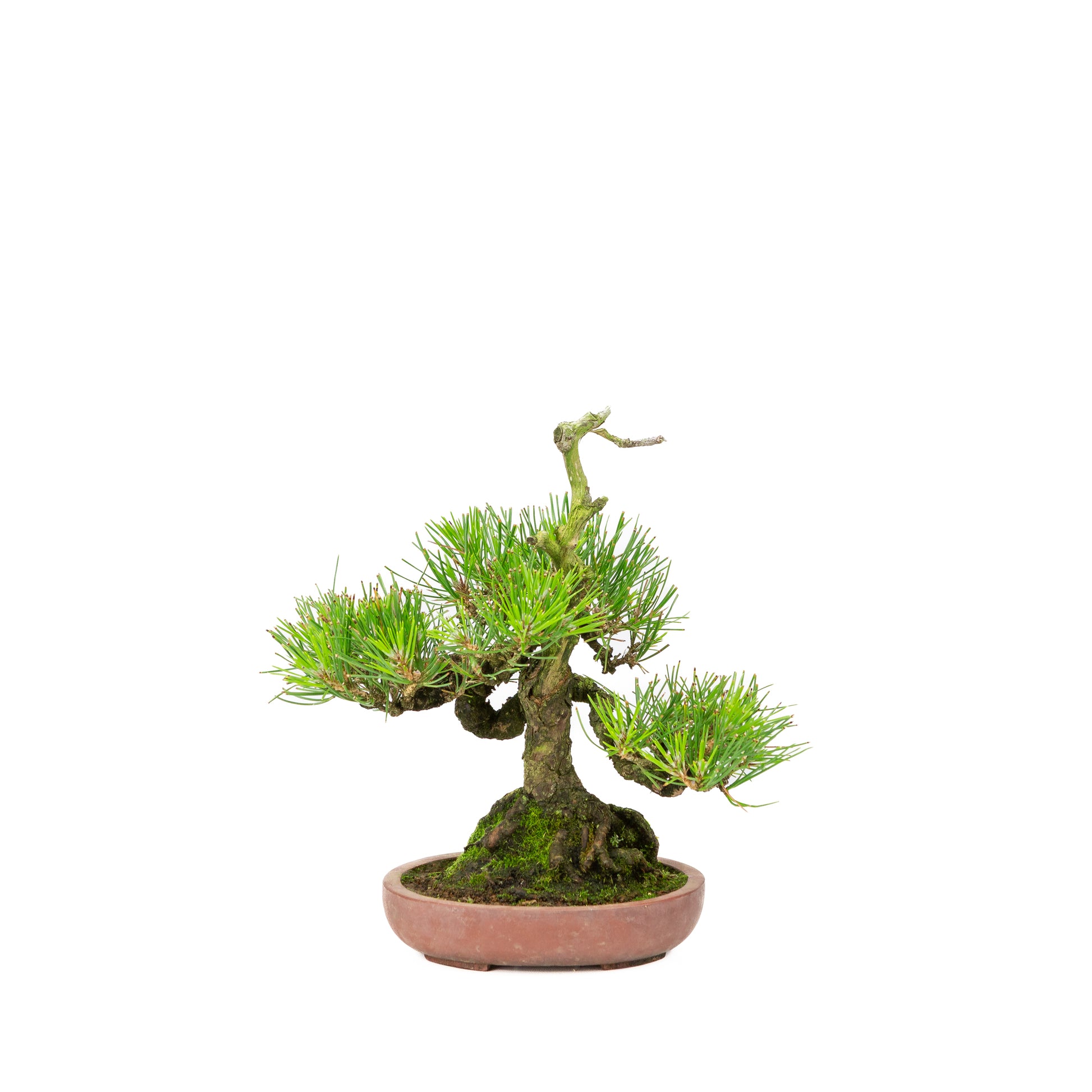 Pinus thunbergii ronde ongeglazuurde pot 20cm, hoogte ~37cm