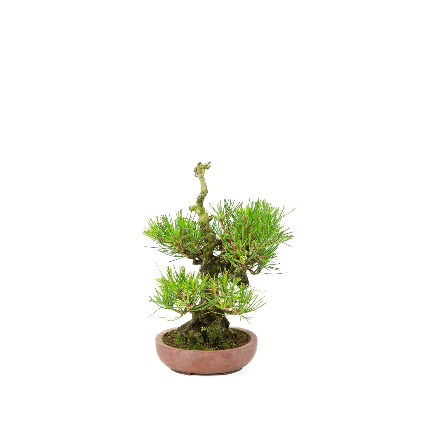 Pinus thunbergii ongeglazuurde pot 15cm, hoogte ~25cm