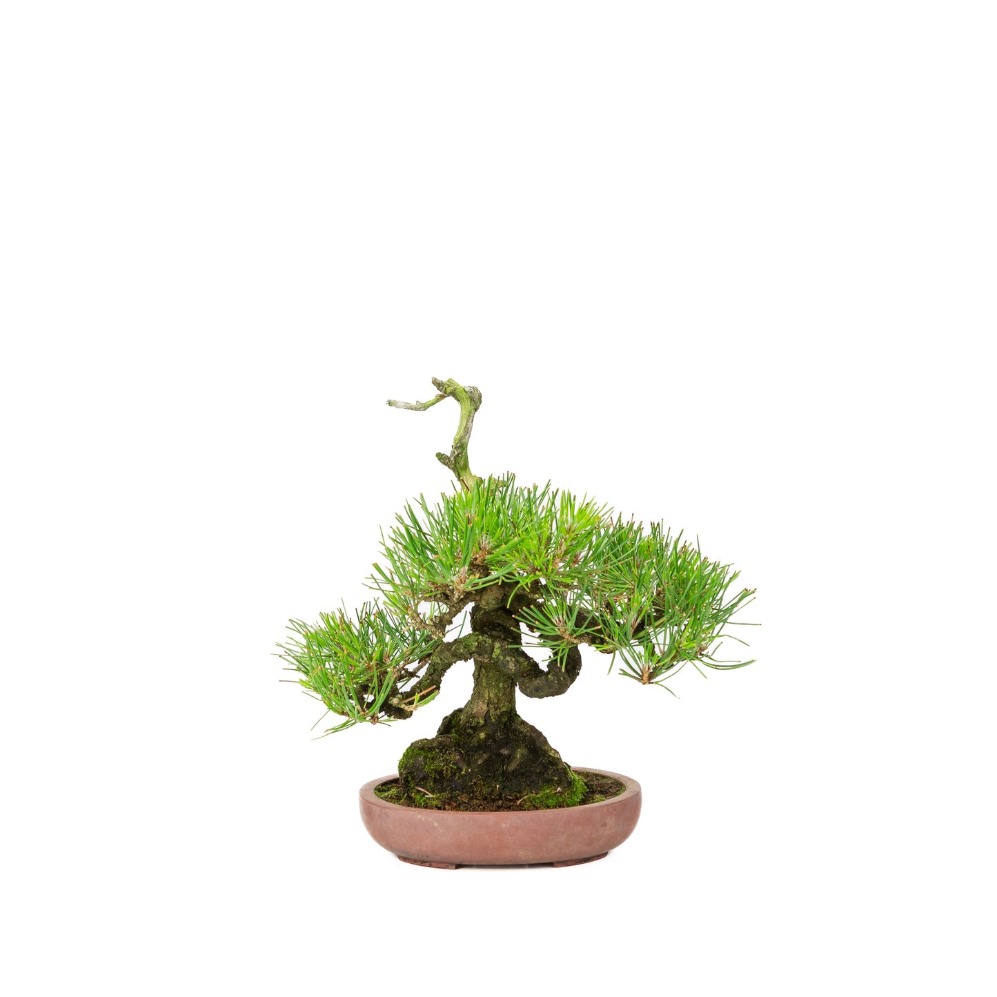 Pinus thunbergii ongeglazuurde pot 15cm, hoogte ~25cm