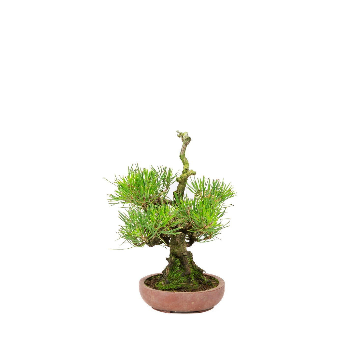 Pinus thunbergii ongeglazuurde pot 15cm, hoogte ~25cm