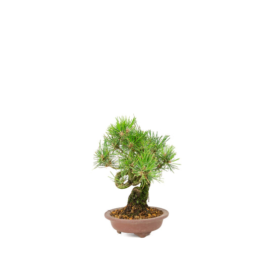 Pinus thunbergii ongeglazuurde pot 13m, hoogte ~24cm
