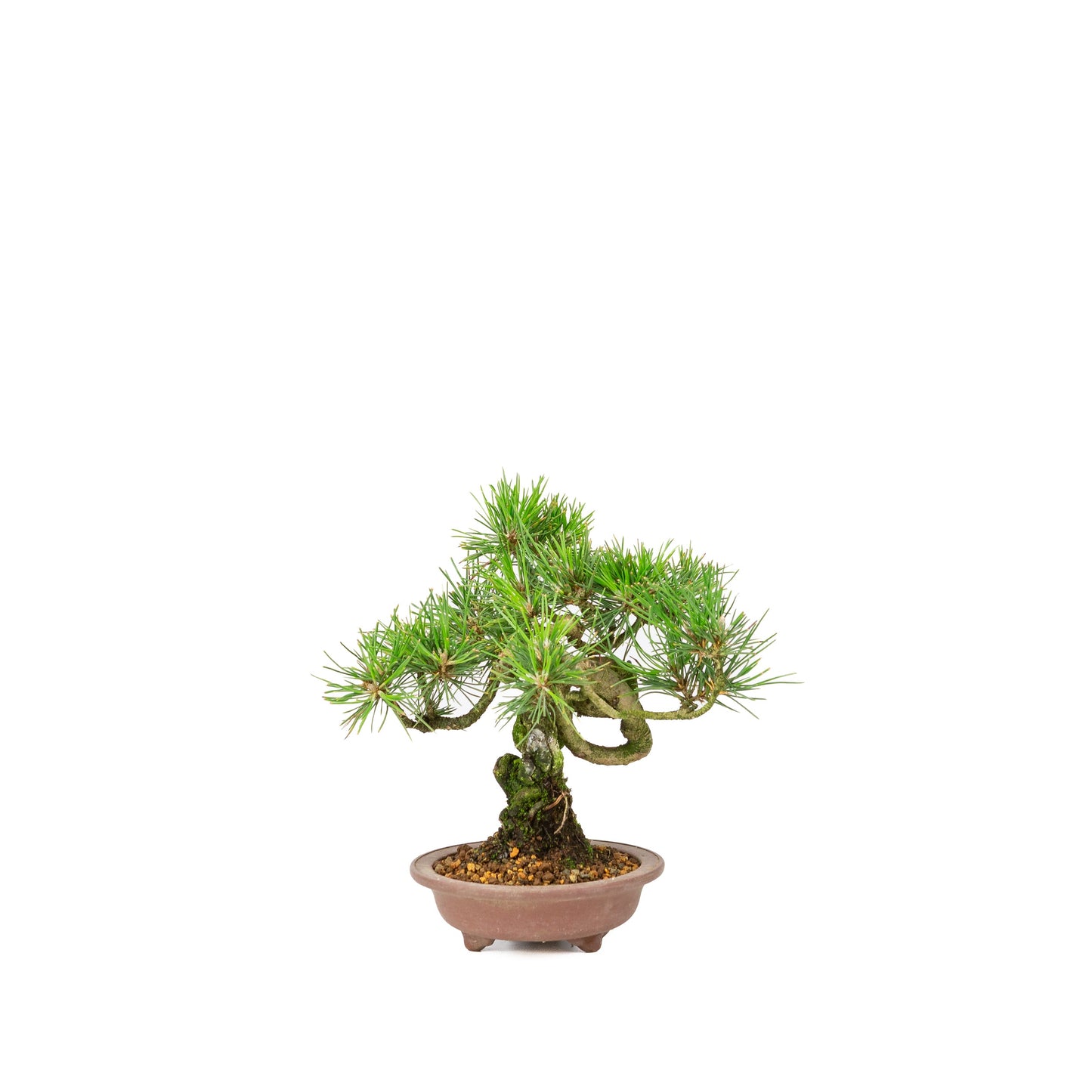 Pinus thunbergii ongeglazuurde pot 13m, hoogte ~24cm