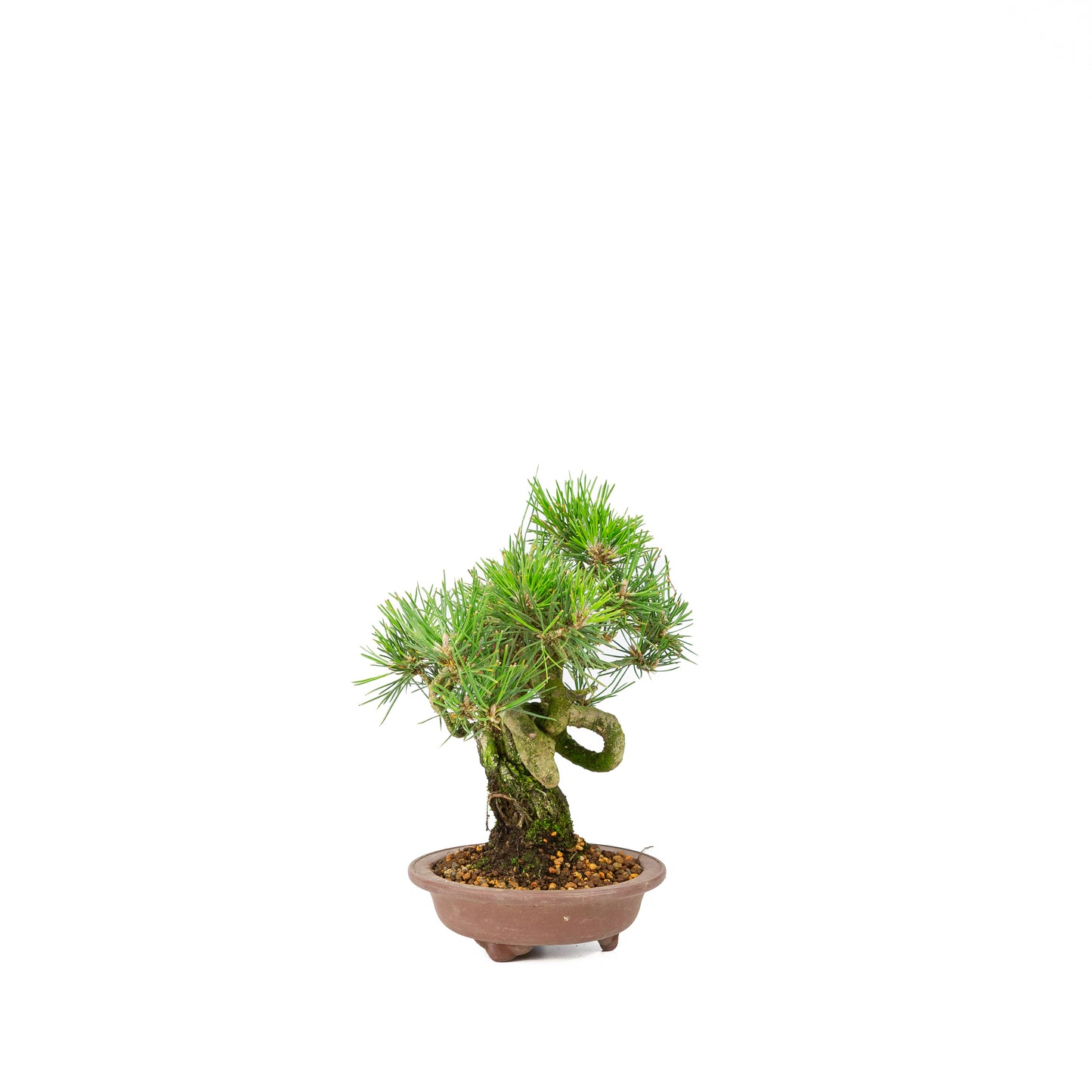 Pinus thunbergii ongeglazuurde pot 13m, hoogte ~24cm