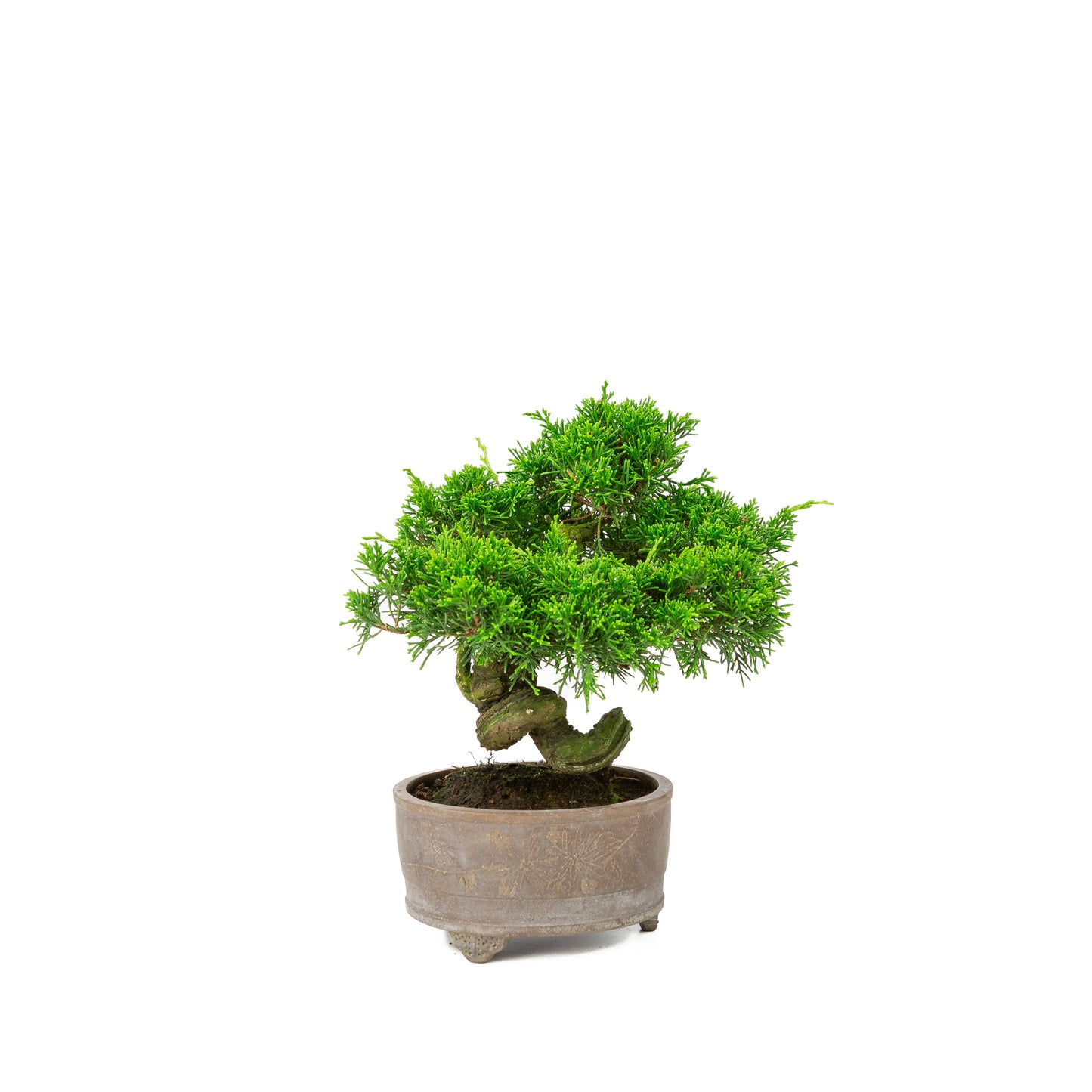 Juniperus chinensis ongeglazuurde pot 14cm, hoogte ~27cm