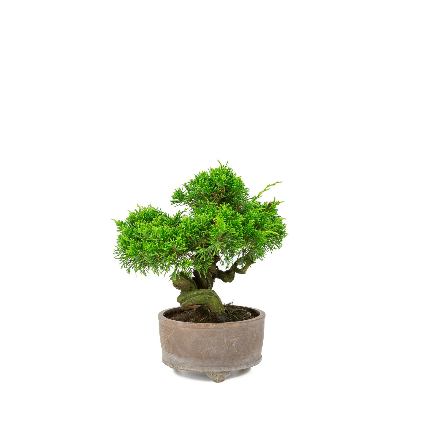 Juniperus chinensis ongeglazuurde pot 14cm, hoogte ~27cm