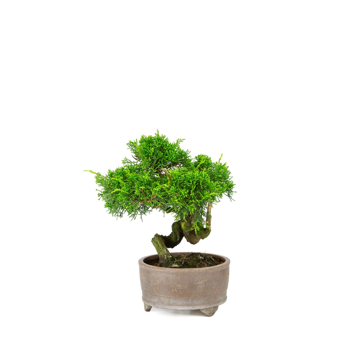 Juniperus chinensis ongeglazuurde pot 14cm, hoogte ~27cm