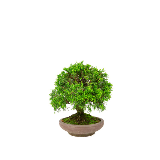 Juniperus chinensis ongeglazuurde pot 15cm, hoogte ~24cm