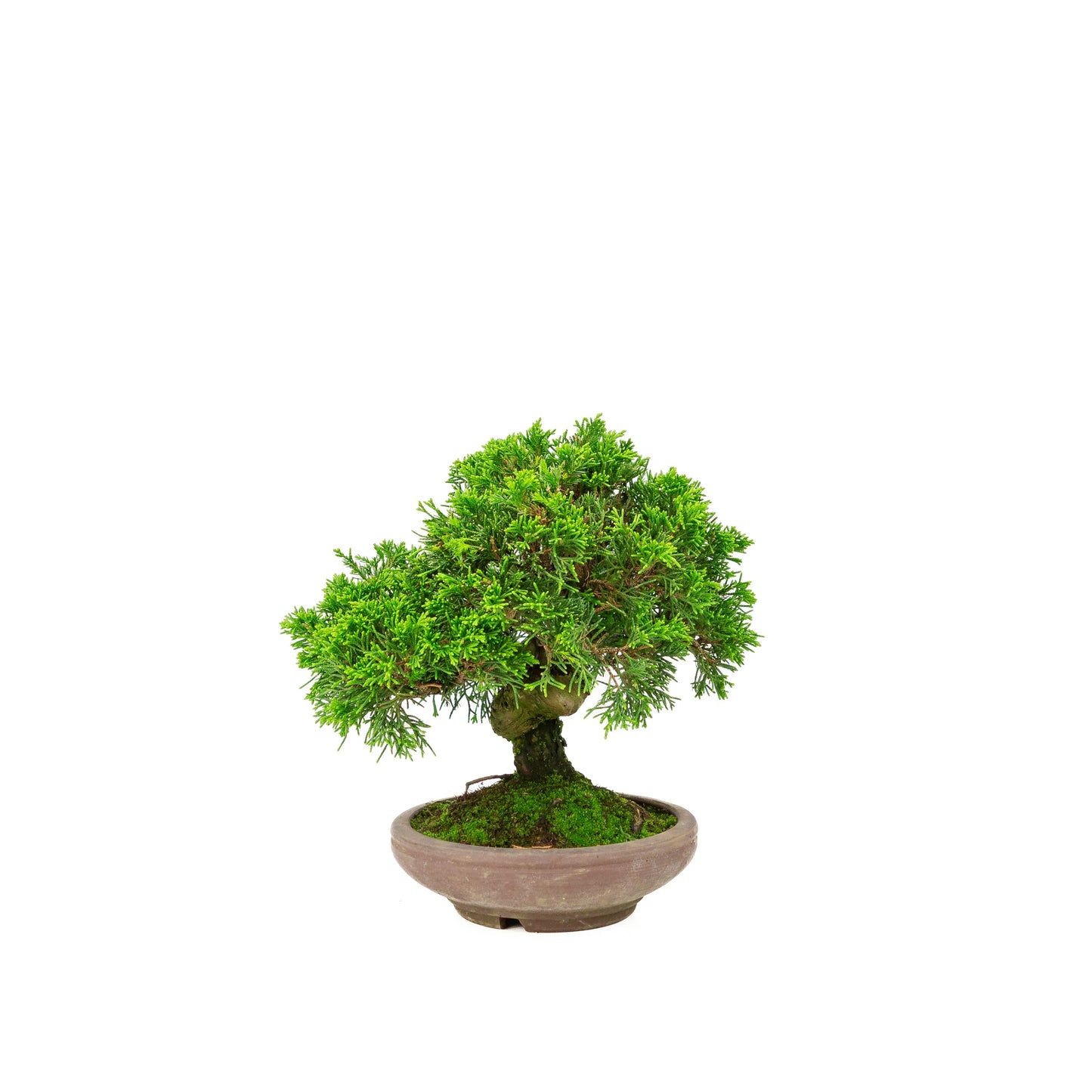 Juniperus chinensis ongeglazuurde pot 15cm, hoogte ~24cm