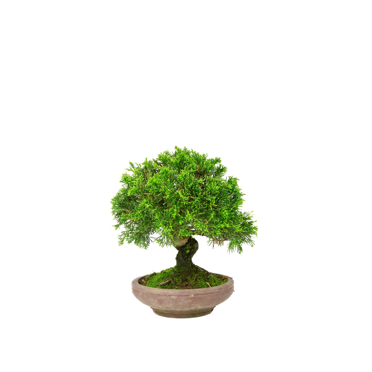 Juniperus chinensis ongeglazuurde pot 15cm, hoogte ~24cm