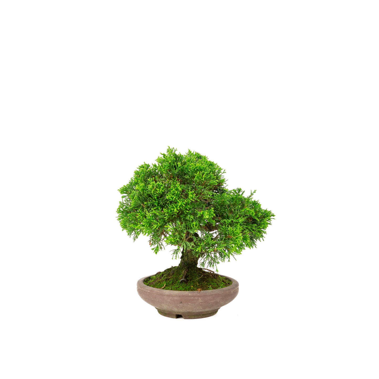 Juniperus chinensis ongeglazuurde pot 15cm, hoogte ~24cm