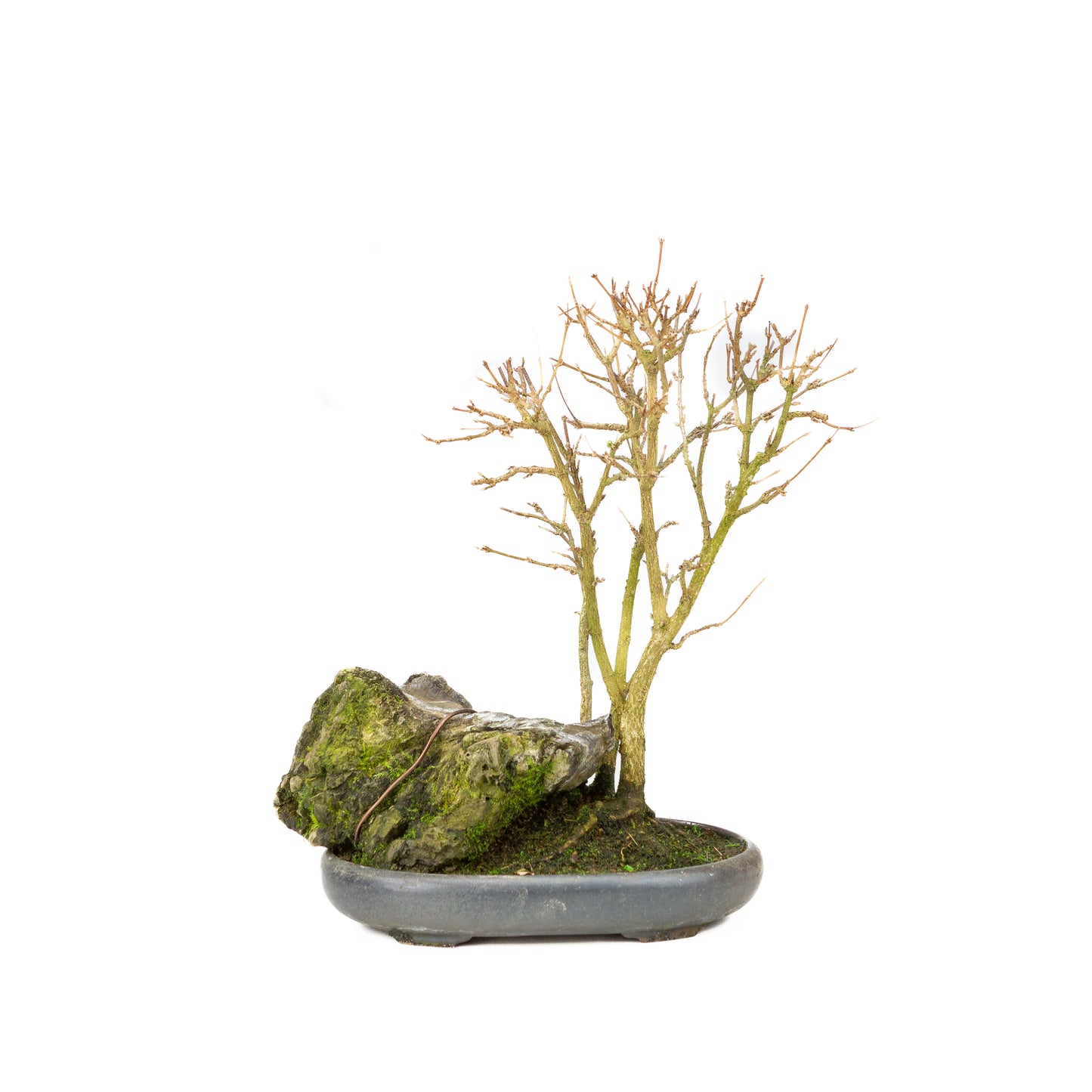 Acer buergerianum met steen bruine ronde pot 20cm, hoogte ~31cm