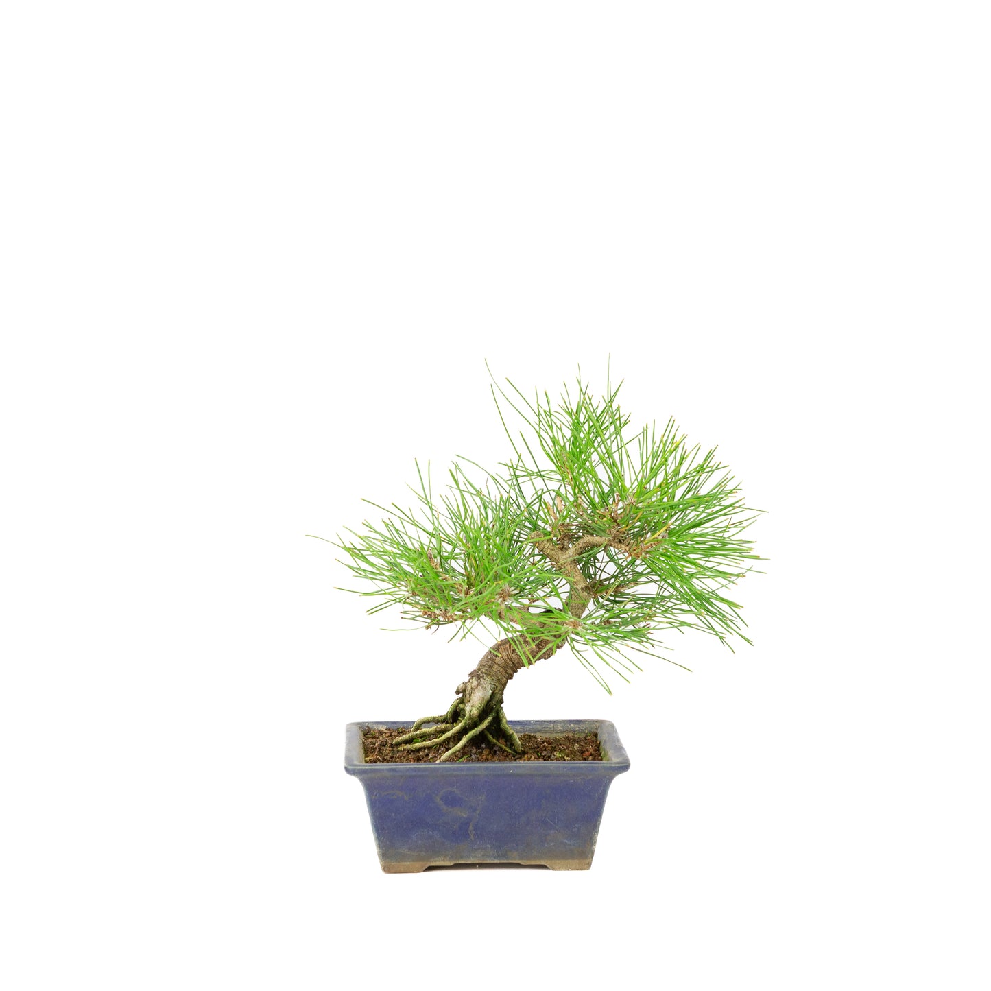 Pinus thunbergii blauwe pot 14m, hoogte ~25cm
