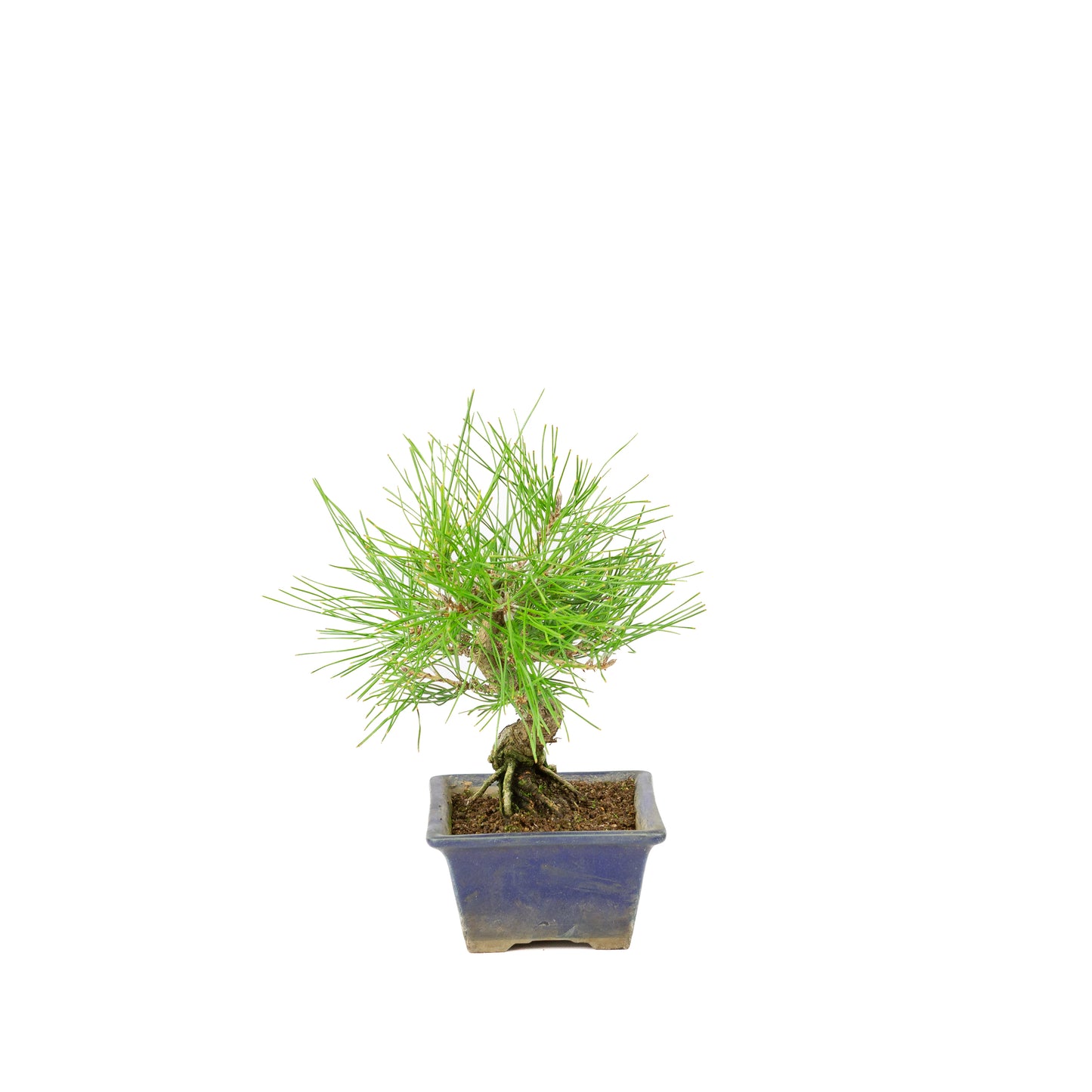 Pinus thunbergii blauwe pot 14m, hoogte ~25cm