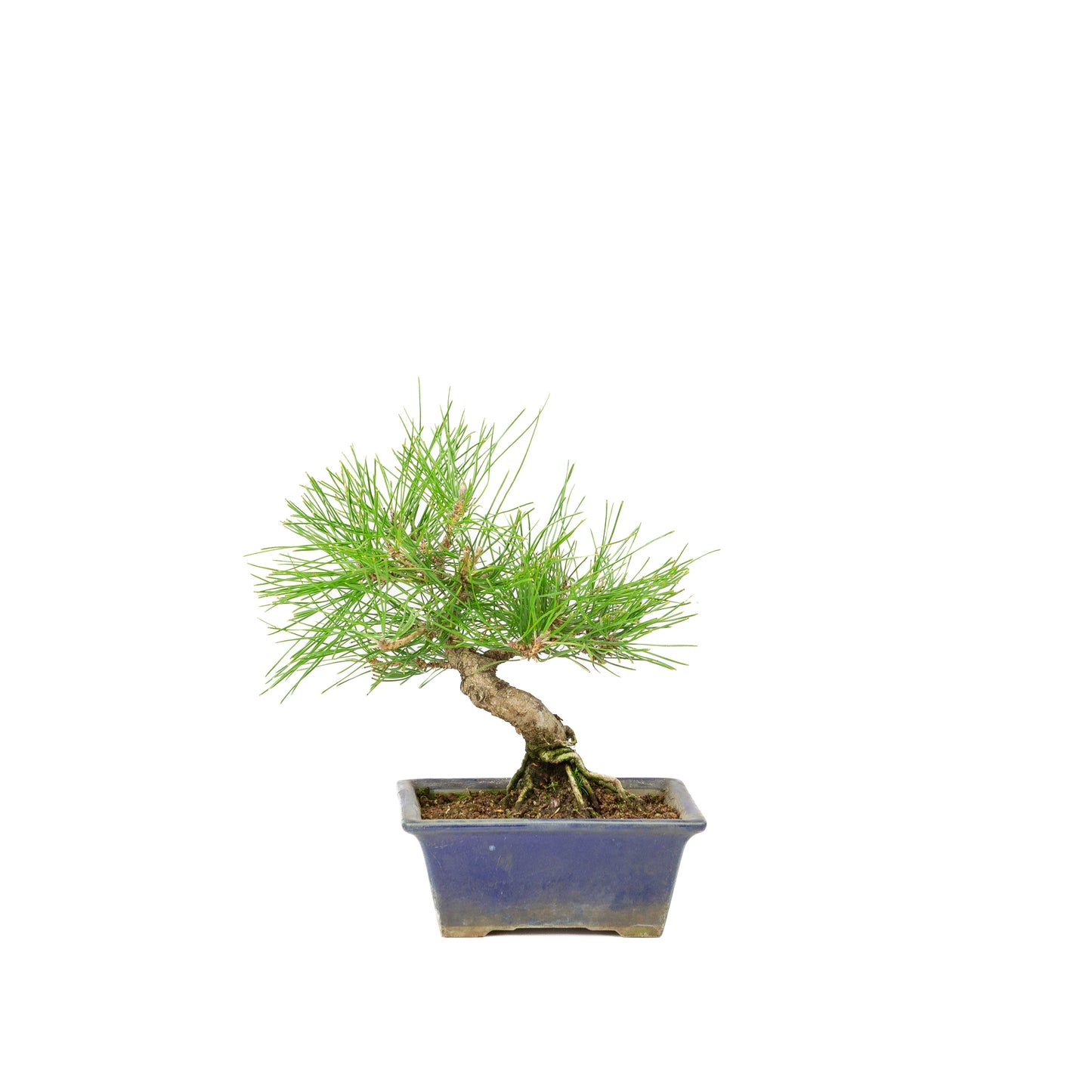Pinus thunbergii blauwe pot 14m, hoogte ~25cm
