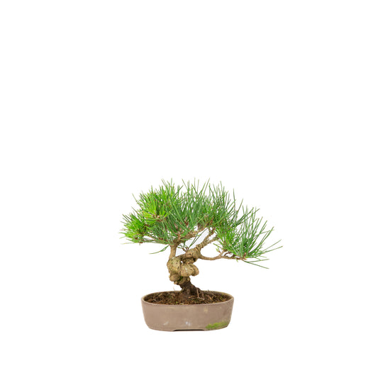 Pinus thunbergii ongeglazuurde pot 12m, hoogte ~20cm