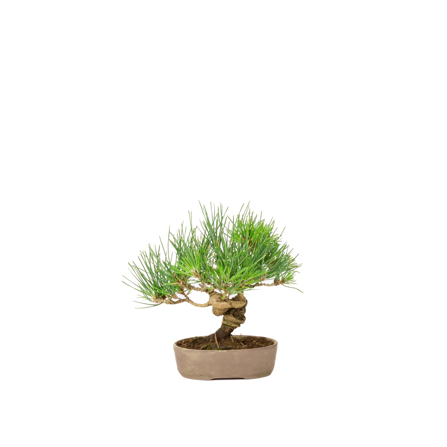 Pinus thunbergii ongeglazuurde pot 12m, hoogte ~20cm