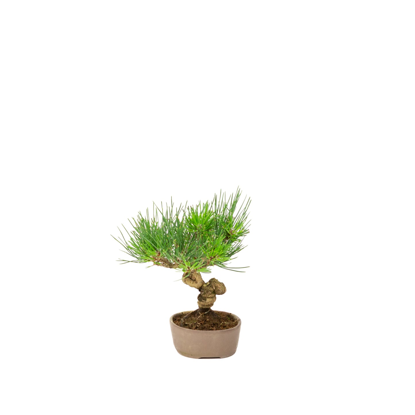 Pinus thunbergii ongeglazuurde pot 12m, hoogte ~20cm