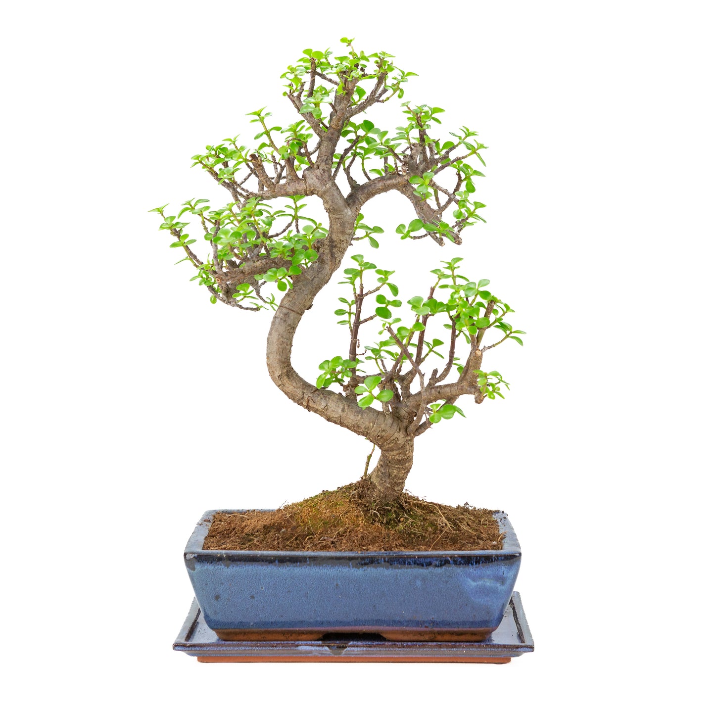 Portulacaria afra (Spekboom) Bonsai in blauwe pot 28cm, hoogte ~51cm