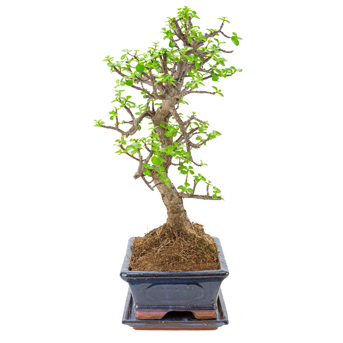 Portulacaria afra (Spekboom) Bonsai in blauwe pot 29cm, hoogte ~54cm