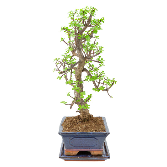 Portulacaria afra (Spekboom) Bonsai in blauwe pot 29cm, hoogte ~54cm