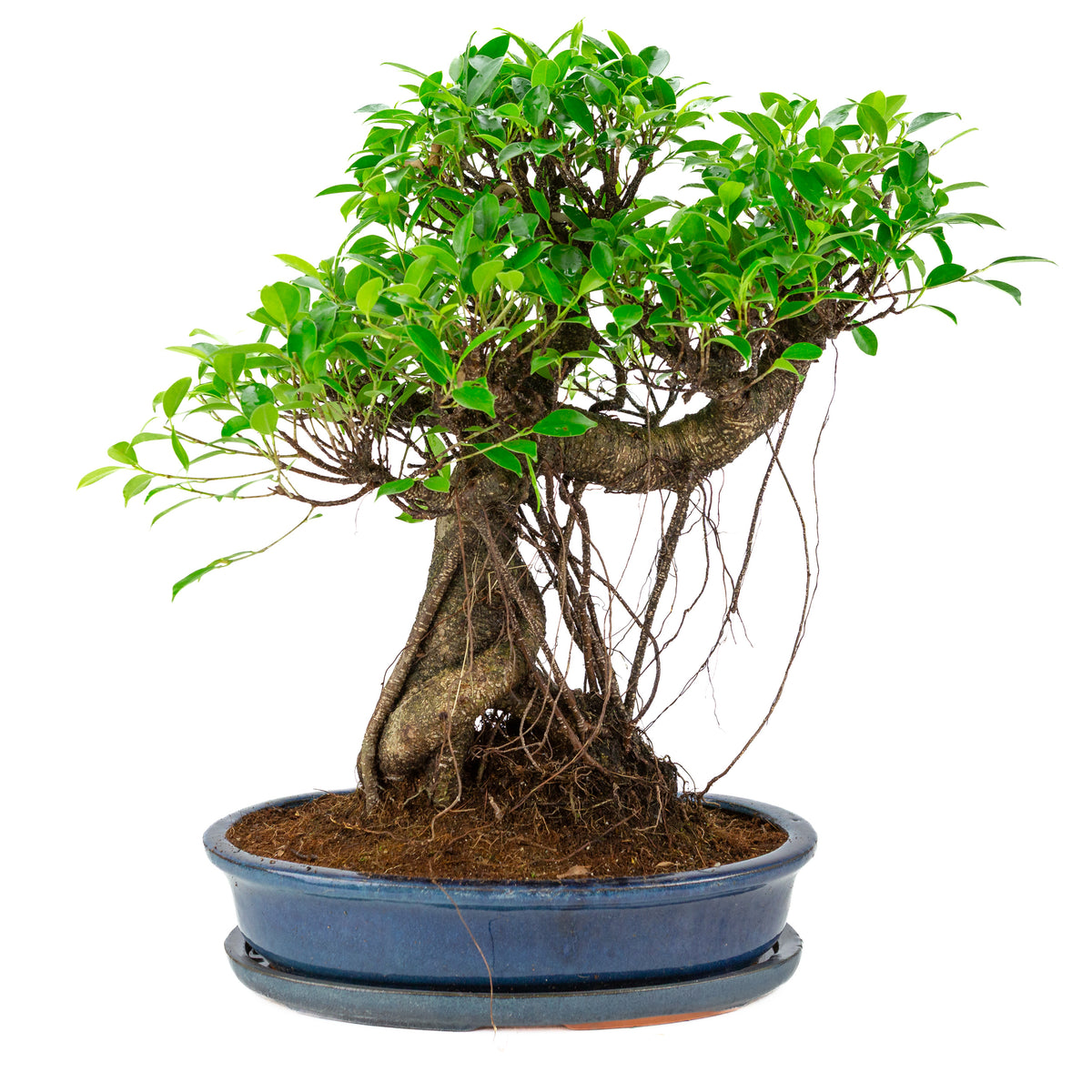 Ficus retusa Bonsai in blauwe ovale pot, hoogte ~53cm