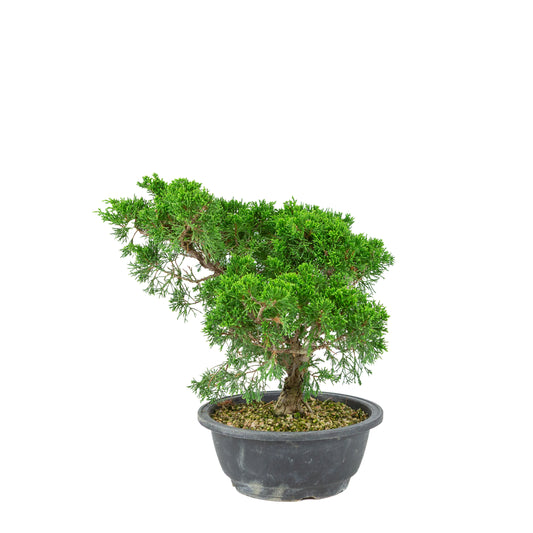 Juniperus chinensis (Jeneverbes) plastic pot 19cm, hoogte ~33cm
