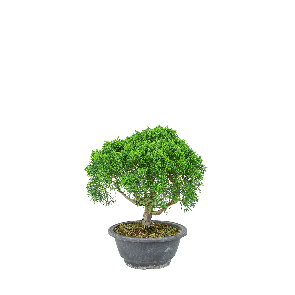 Juniperus chinensis (Jeneverbes) plastic pot 16cm, hoogte ~25cm
