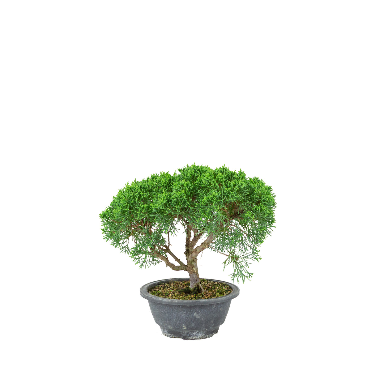 Juniperus chinensis (Jeneverbes) plastic pot 16cm, hoogte ~25cm