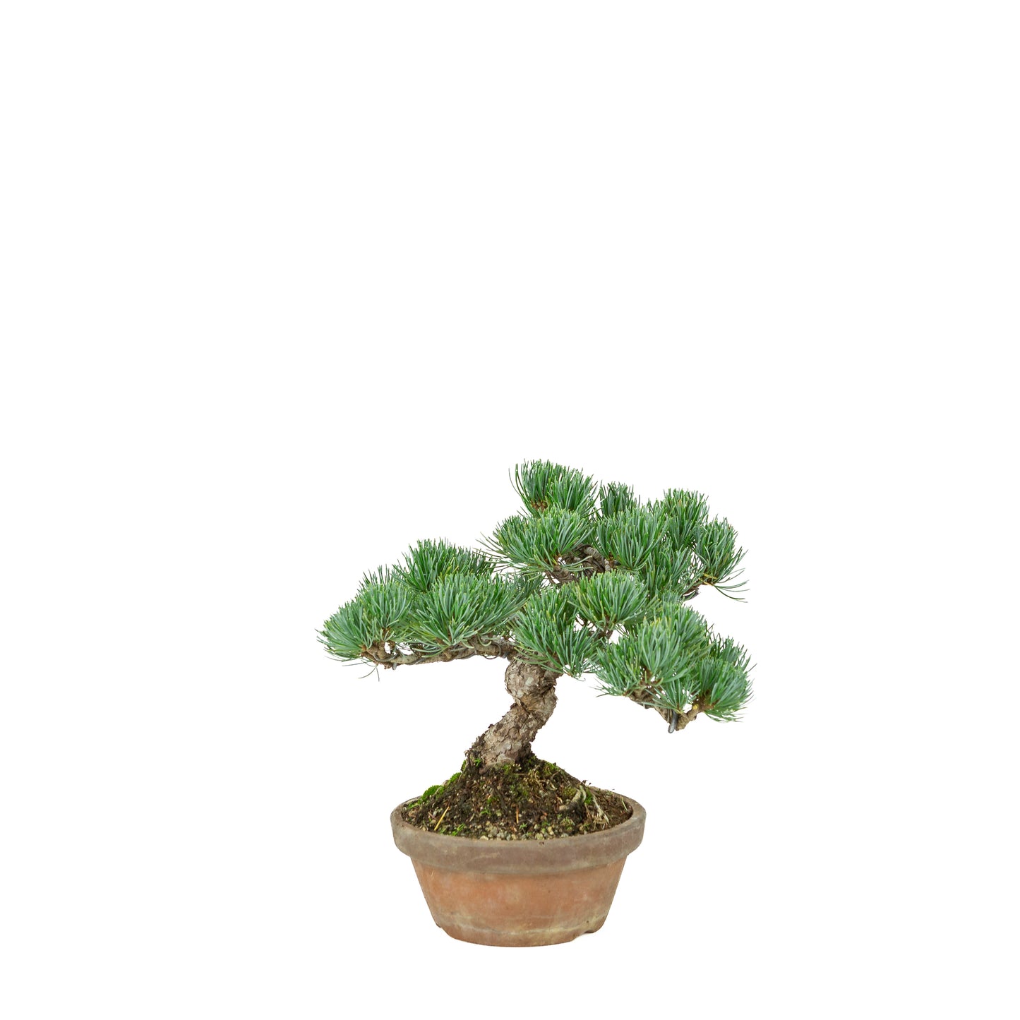 Pinus parviflora (witte den) terracotta pot 15 cm, hoogte ~27 cm