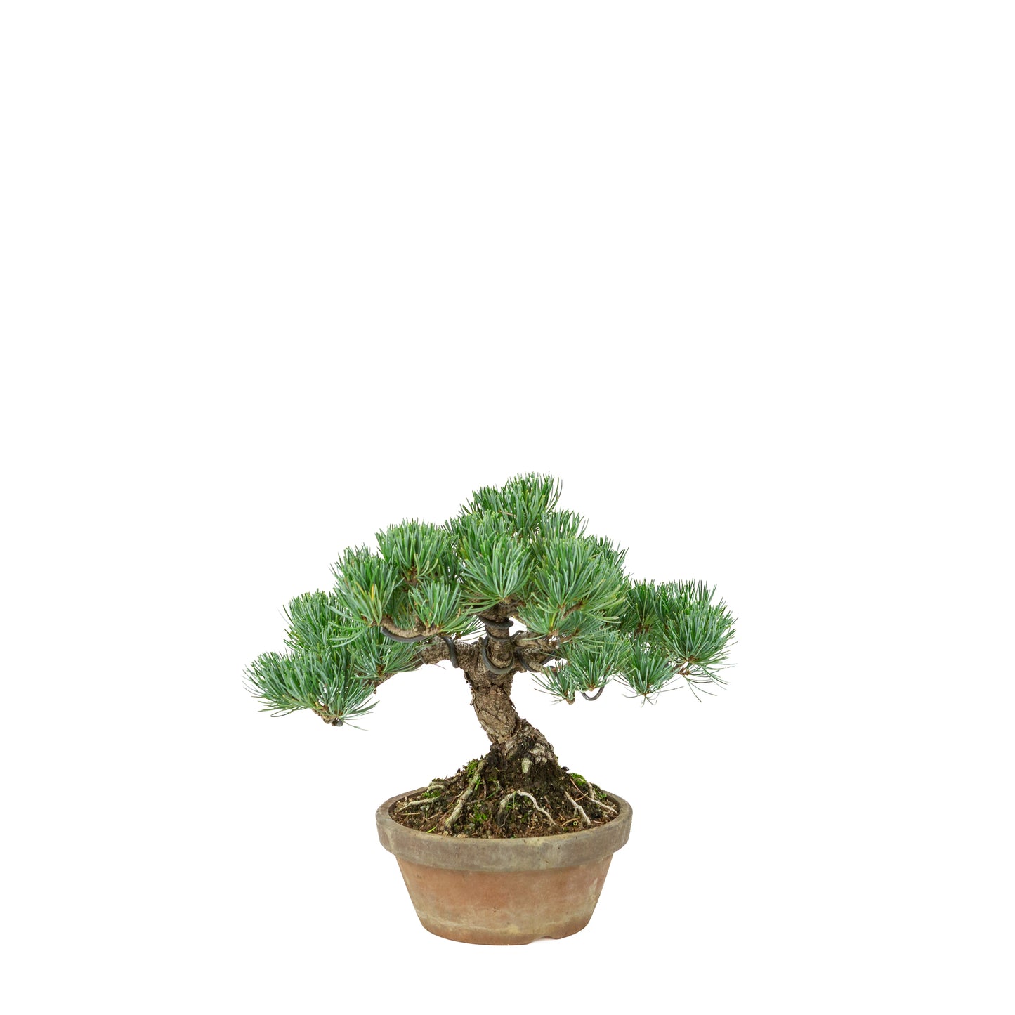 Pinus parviflora (witte den) terracotta pot 15 cm, hoogte ~27 cm