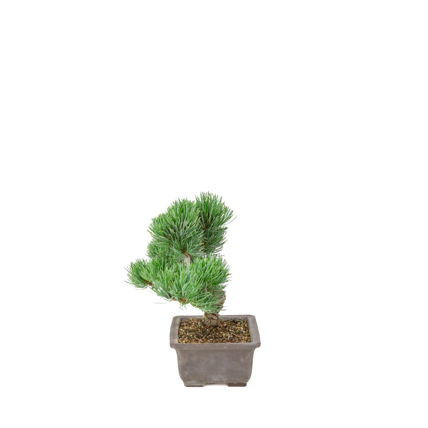Pinus parviflora (witte den) ongeglazuurde rechthoekige pot, hoogte ~26 cm