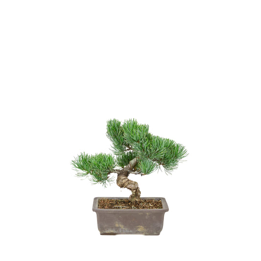 Pinus parviflora (witte den) ongeglazuurde rechthoekige pot, hoogte ~26 cm