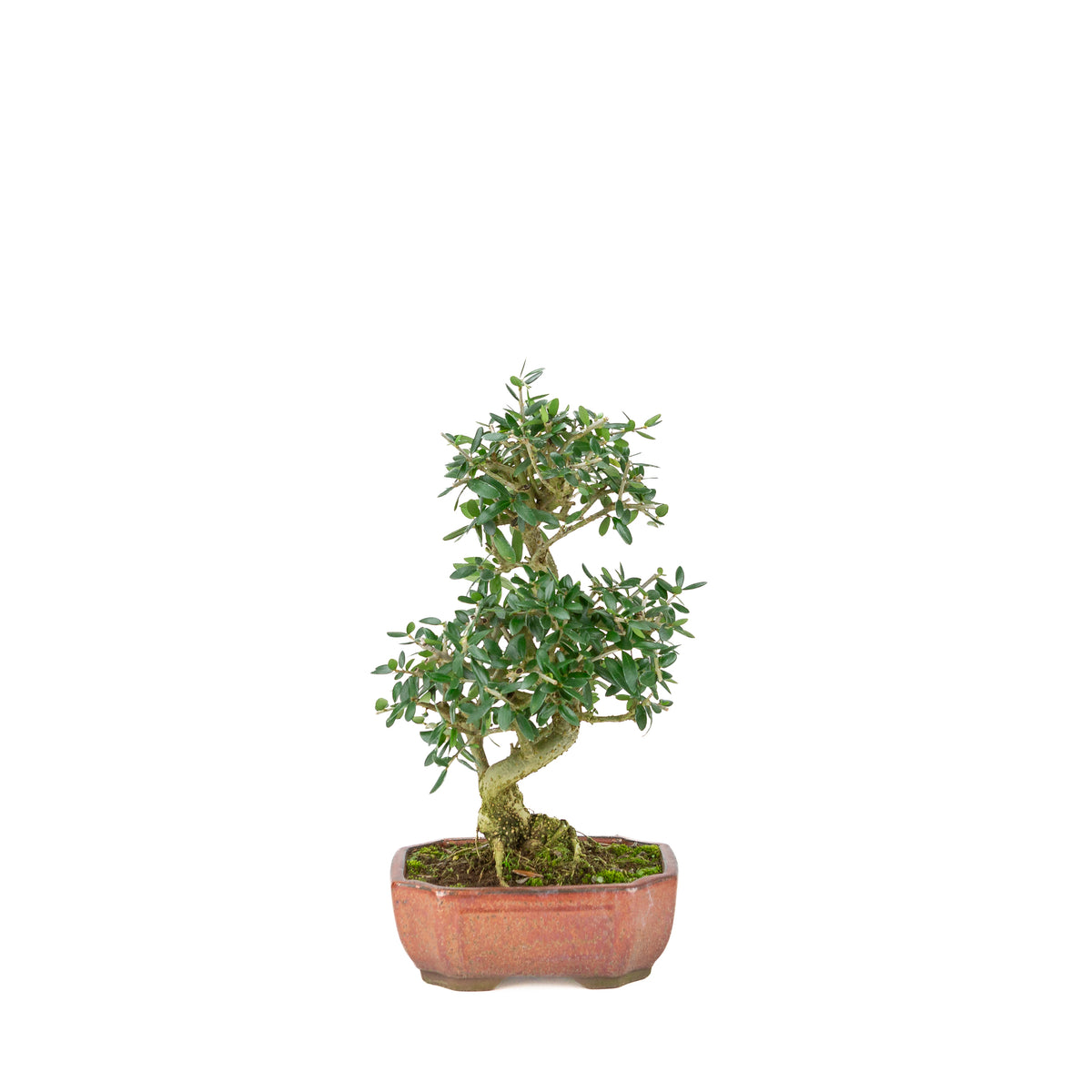 Olea sylvestris (olijf) brons ovale pot, hoogte ~32cm