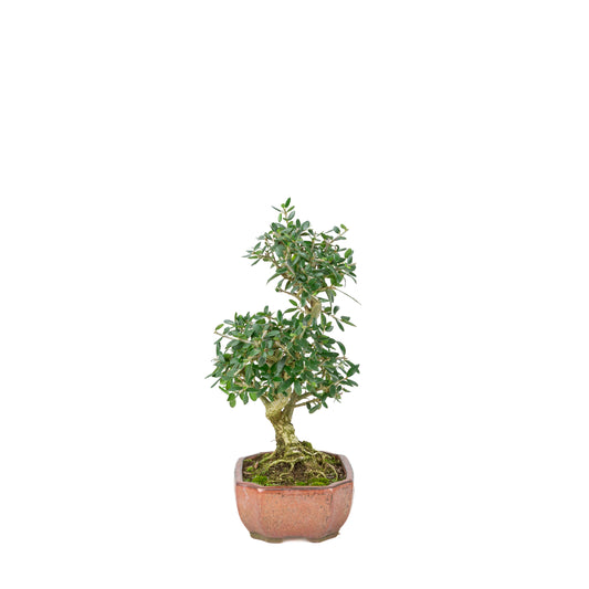 Olea sylvestris (olijf) brons ovale pot, hoogte ~32cm
