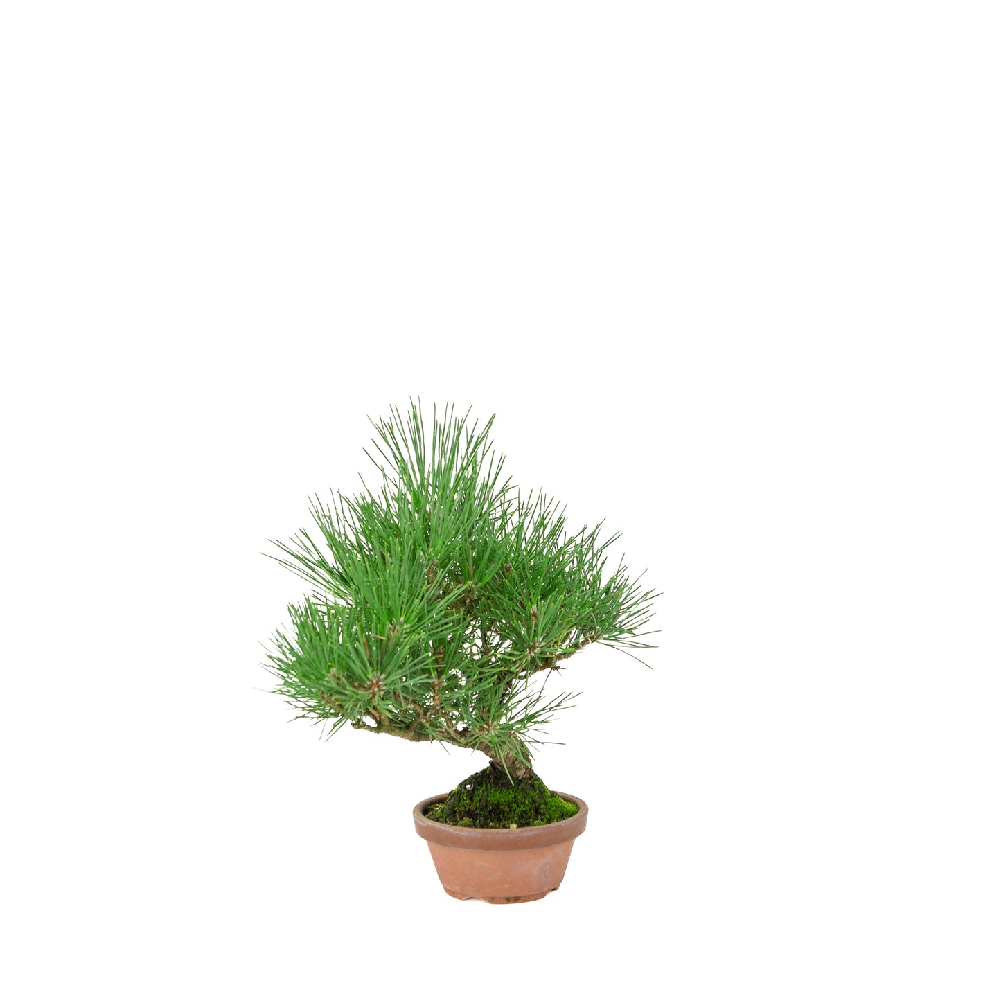 Pinus Thunbergii (Japanse zwarte den) terracotta pot, hoogte ~30cm