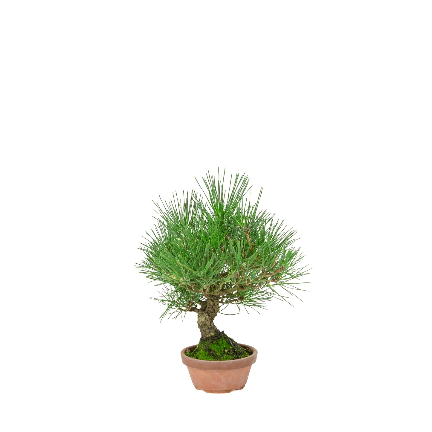 Pinus Thunbergii (Japanse zwarte den) terracotta pot, hoogte ~30cm